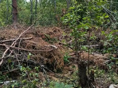Збитків на понад 656 тисяч гривень: виявили незаконну вирубку 232 дерев на Рівненщині