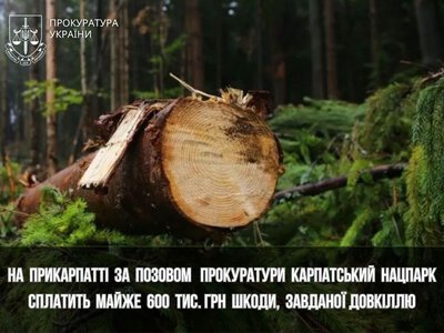 Майже 600 тисяч гривень за шість дерев: Карпатський нацпарк має відшкодувати збитки за незаконну рубку