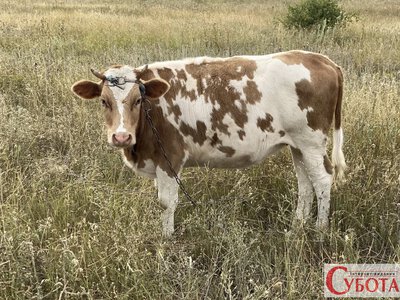 Домашня корова зникає з Житомирщини: у приватних господарствах їх майже на 40% менше, ніж рік тому