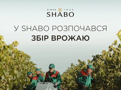 На виноградниках SHABO стартував збір урожаю 2026 року