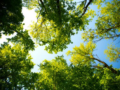 Погоду без опадів та до +28° прогнозують на Львівщині