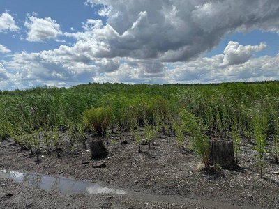 215 тисяч гектарів дикої природи: на місці Каховського водосховища хочуть створити найбільший заповідний масив
