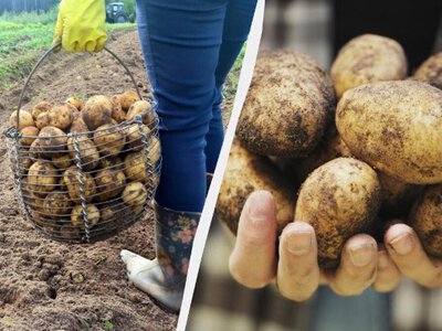Не поспішайте копати картоплю: городникам розповіли, коли збирати врожай