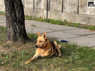 Скільки безпритульних тварин живе у Житомирі: у місті проводять підрахунок
