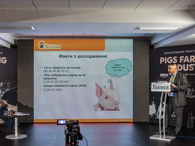 Благополуччя свиней: новий стандарт для України