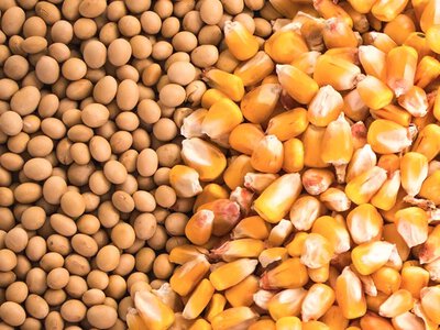 Україна нарощує експорт кукурудзи та сої до Китаю