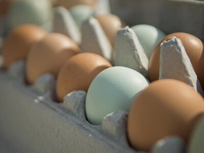 Експорт яєць з України зріс на 45,8%: підсумки 7 місяців