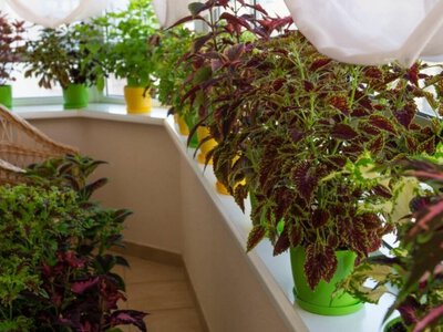 У Львові нагородили переможців конкурсу найкращих балконів