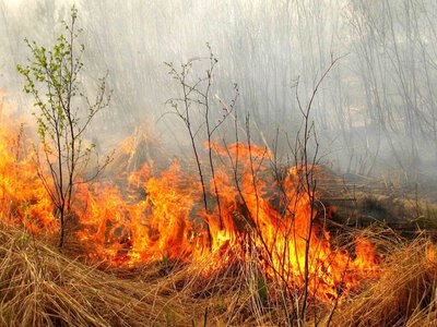 До 31 серпня на Закарпатті зберігатиметься надзвичайна пожежна небезпека