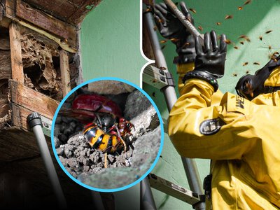 На Рівненщині почастішали випадки виявлення гнізд шершнів та ос