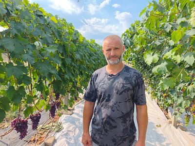 «Маленький Крим» на Волині: чоловік створив виноградник із 50 сортами