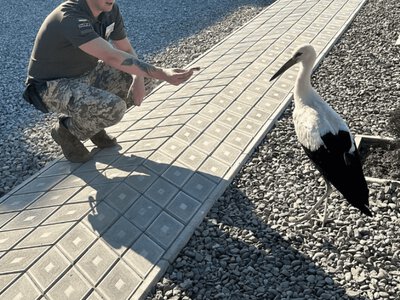  Біля закарпатських прикордонників оселився неочікуваний сусід 
