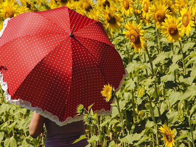 Останні дні літа здивують спекою: українцям прогнозують до +37 