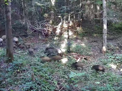 Вовки, козулі та кабани: на Самбірщині прикордонні камери зафіксували диких тварин