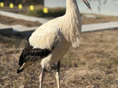 Незвичайний гість оселився у прикордонників на Закарпатті: лелека щодня повертається до них