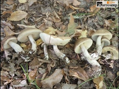 У Тетерівському лісі біля Житомира грибники показали серпневі знахідки. ФОТО