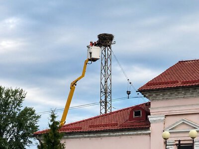 Шок у Сваляві: «Укрзалізниця» знищила легендарне 40-річне гніздо лелек — містяни вимагають покарання