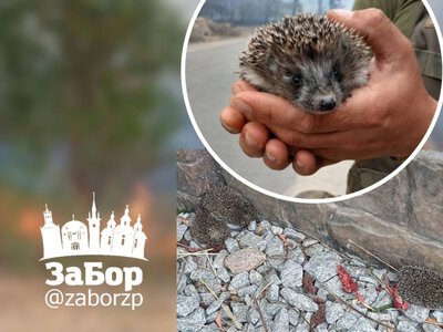 Опинилися в оточенні вогню: запорізькі поліцейські врятували цілу родину їжачків(фото)