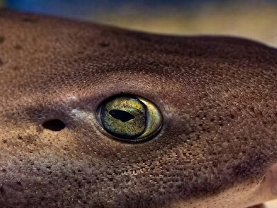У Карибському морі зняли триметрову акулу з «котячими» очима