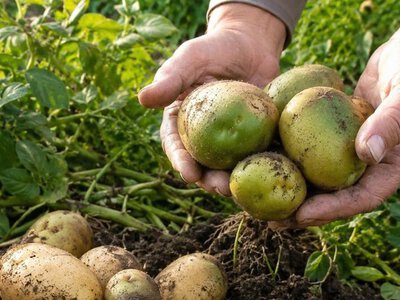 Позеленіла картопля після викопування: зрізати пляму чи викинути всю бульбу