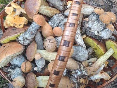 Кошик, повний лісових смаколиків: на Старовижівщині зібрали грибне асорті