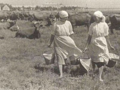 Знаєте, чому радянські колгоспники різали свиней уночі, у сінях, попередньо вдягнувши на голову мішок із золою – щоб кабанчик задихався і не кричав? Не знаєте?