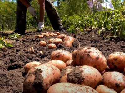Не поспішайте копати картоплю: як визначити, що врожай уже дозрів