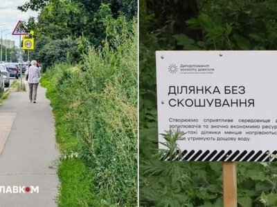 Некошені газони у Київі: біолог пояснив, чому експеримент екоактивістів загрожує містянам