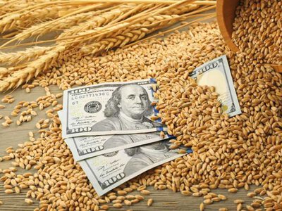 Експорт української пшениці у серпні скоротився майже на 50%