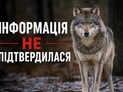 Вовки чи чутки? У Бучацькій громаді закликають повідомляти лише про підтверджені випадки появи хижаків
