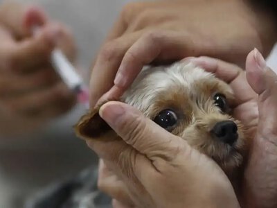 Собак і котів безкоштовно вакцинуватимуть проти сказу на Рівненщині
