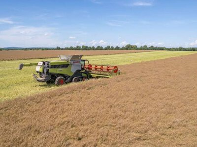 Рекордний урожай ріпаку в Україні: як із гектара отримали неймовірні 7 тонн
