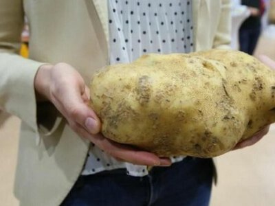 Господиня з Прикарпаття виростила на власному городі гігантську картоплину