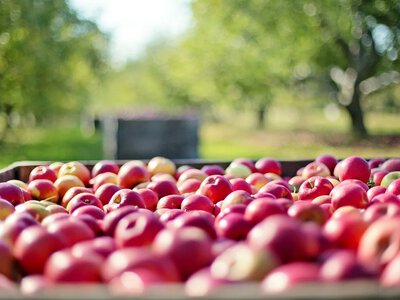 Яблука в Україні подешевшали на 20%: скільки коштує кілограм
