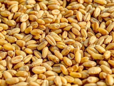 Туреччина хоче відновити зерновий коридор у Чорному морі: Анкара підготувала новий план для України та росії