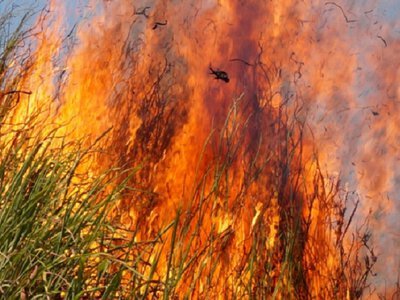 Пожежі спричинили шкоду екології Миколаївської та Одеської областей на понад 3 мільярди