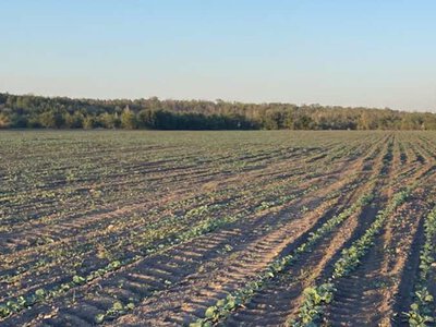 Чому аграрії Херсонщини повертаються до використання парів
