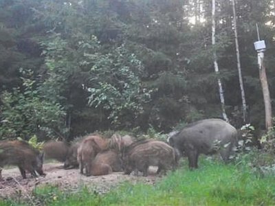 У Фінляндії на кордоні з РФ “полонили” сотні диких кабанів, які жили на 2 країни. А тепер проблема