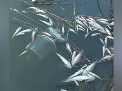 У Кривому Розі в одній із водойм зафіксували масову загибель риби
