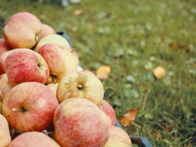 Кулінарія, компост і домашній оцет: що зробити з опалими яблуками, щоб не втратити урожай 