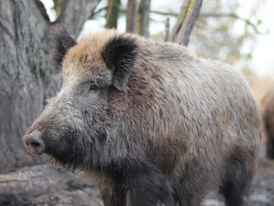 Через африканську чуму свиней близько 100 диких кабанів опинилися заблокованими на кордоні Фінляндії та росії