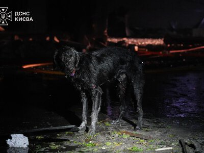 Що робити, якщо після обстрілу загубився домашній улюбленець: поради зоозахисниці