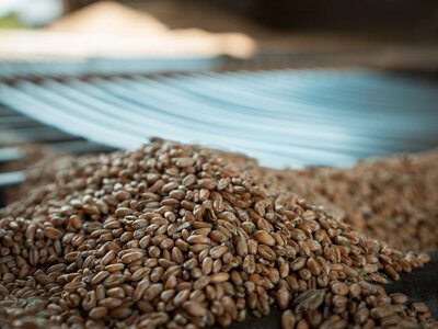 У Криму аграрії продають зерно нижче собівартості