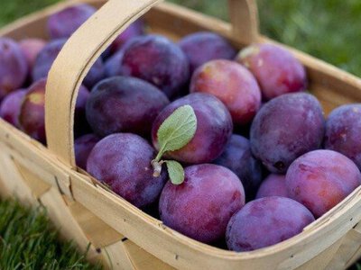 Сливи в Україні різко подешевшали: чому ціни впали на 24% за тиждень