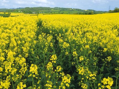 Український ріпак тримає ціну, але чому покупців стає менше