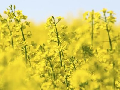У Луцькій громаді оброблятимуть поля озимого ріпаку: попереджають мешканців шести сіл