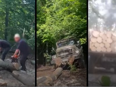 На Тячівщині викрили групу «чорних лісорубів», які завдали збитків на 5,8 млн грн