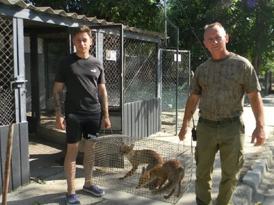 Історія зі щасливим кінцем: лисенят, врятованих з-під завалів на Одещині, випустили на волю