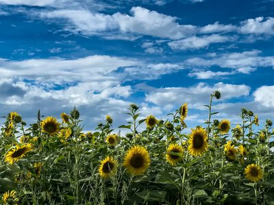 Від +17 до +31°C і ризик пожеж: синоптики попередили про атмосферний фронт та погоду 2 вересня