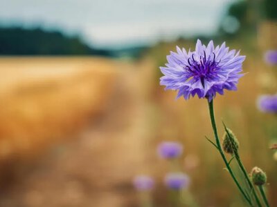 Вересень починається зі спеки: у яких областях 2 вересня розігріє до +31° 